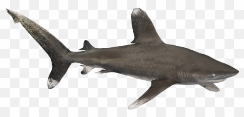 Oceanic Whitetip Shark Aquamarine Emoji,Shark Eating Penguin Emoticon