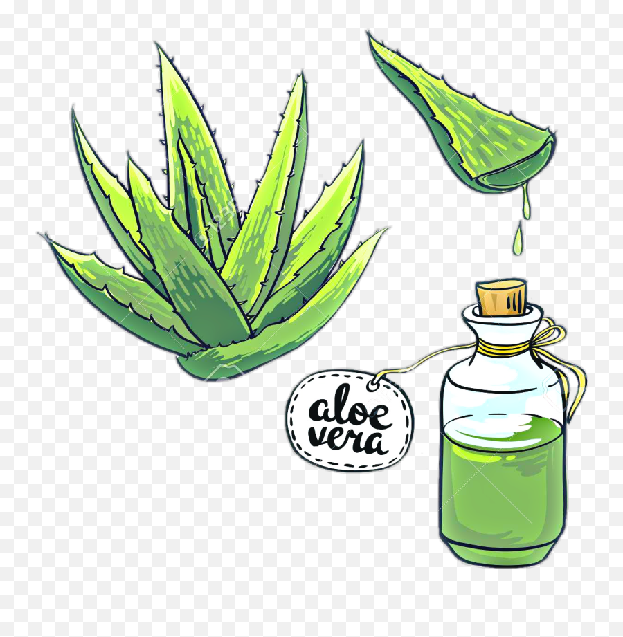 Aloes Aloevera Kaktus Kaktus Flora Nature Freetoedit - Aloe Vera Illustration Emoji,Catus Emoji Clip Art