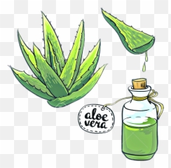 Aloes Aloevera Kaktus Kaktus Flora Nature Freetoedit - Aloe Vera Illustration Emoji,Catus Emoji Clip Art