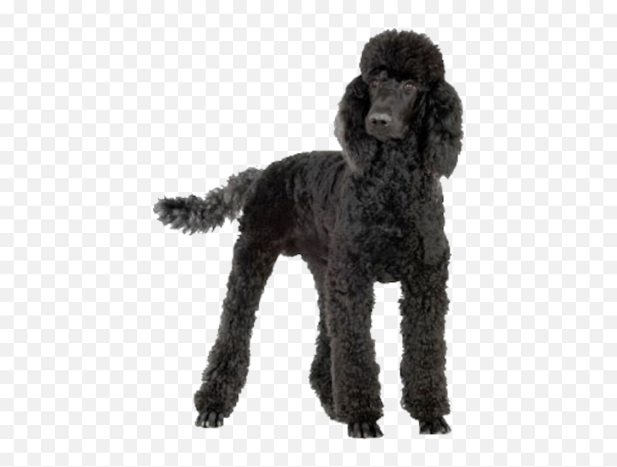 Poodle Psd Official Psds - Poodle Cuts For Winter Emoji,Poodle Emoji