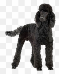 Poodle Psd Official Psds - Poodle Cuts For Winter Emoji,Poodle Emoji
