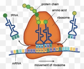 What Is The Difference Between 70s Ribosomes And 80s - Protein Biochemistry Emoji,80s R&b Song Emotions