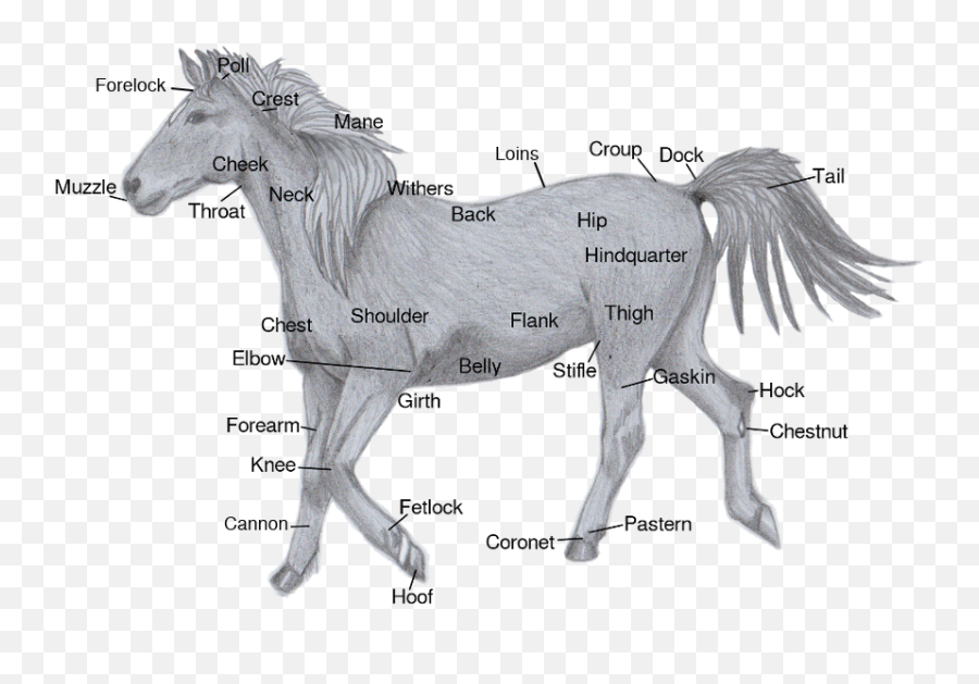 Horses - Animal Figure Emoji,Horses Emotions