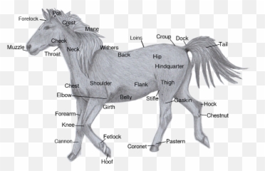 Horses - Animal Figure Emoji,Horses Emotions