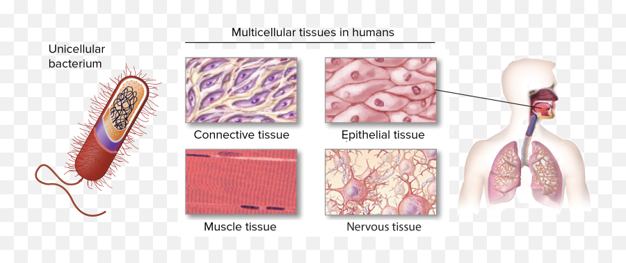 What Is Life - Tissues Diagram Emoji,The Emotion That Everyone Around You Is Living A Full Separate Life