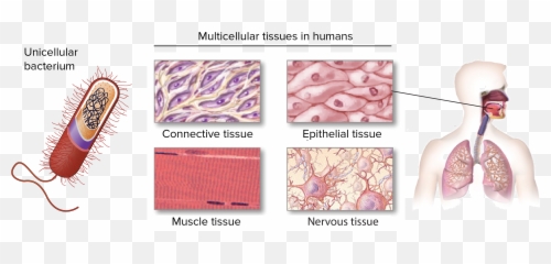 What Is Life - Tissues Diagram Emoji,The Emotion That Everyone Around You Is Living A Full Separate Life