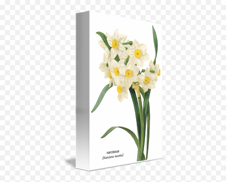 Narcissus Narcissus Tazetta Botanical Art By Emoji,Daffodil Emoticon Facebook