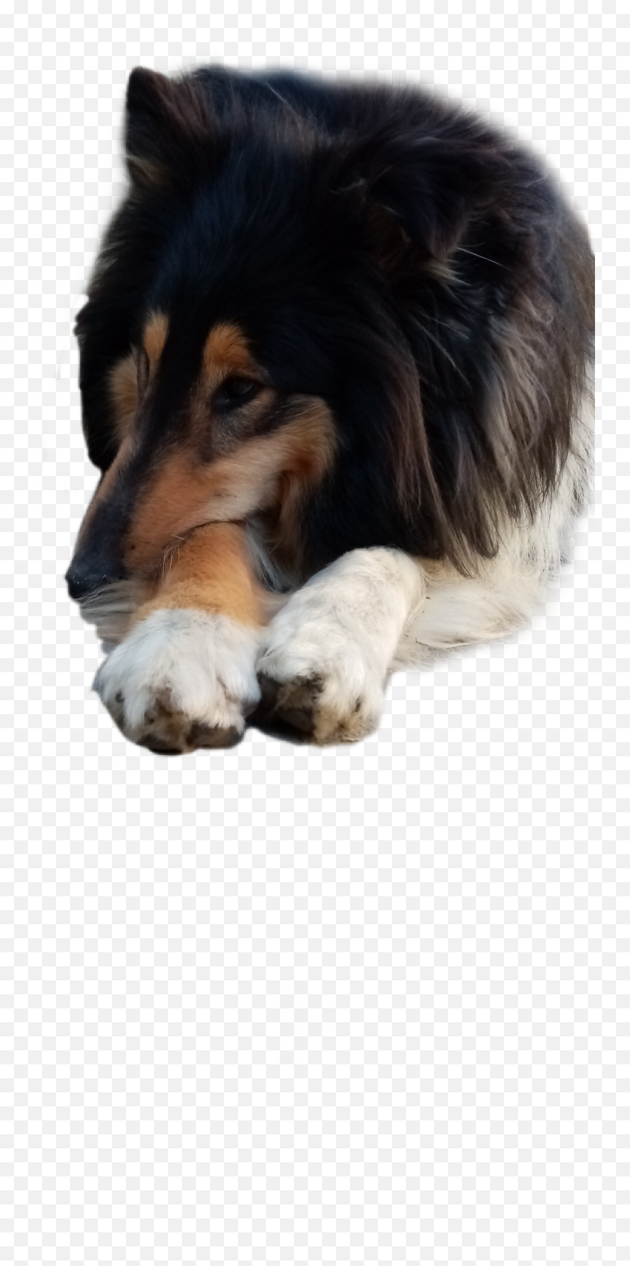 Sticker Dog Collie Sticker - Northern Breed Group Emoji,Collie Emoji