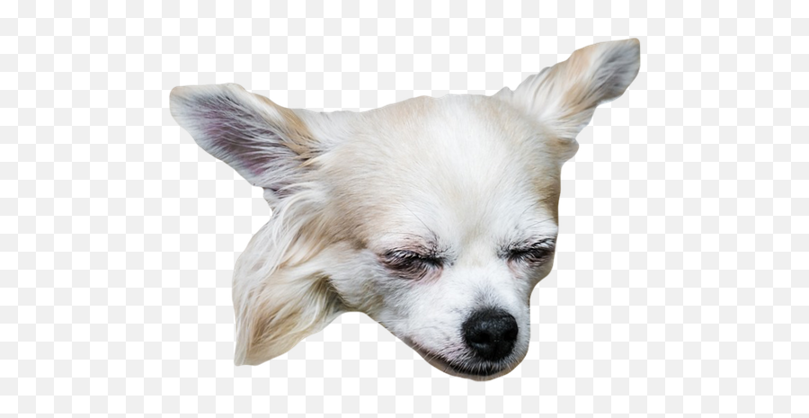 Dogs - Vulnerable Native Breeds Emoji,Chihuahua Black Tan Emoji Sticker