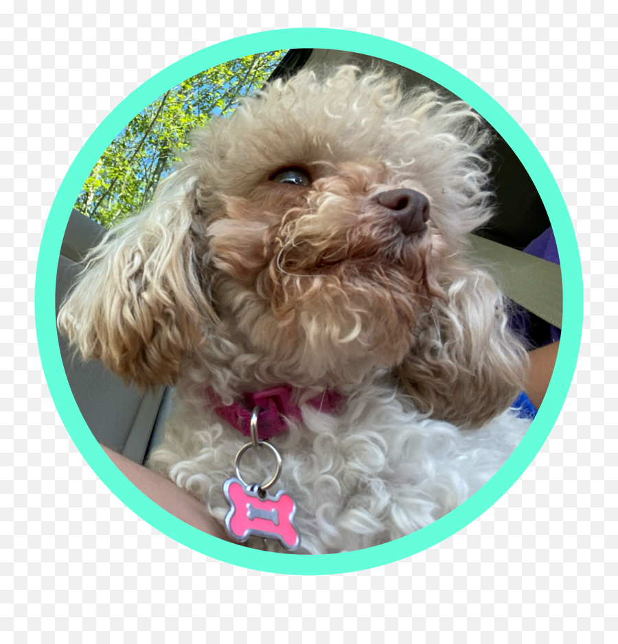 Discover Trending Viens Stickers Picsart - Curly Emoji,Apple Poodle Emoji