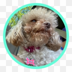 Discover Trending Viens Stickers Picsart - Curly Emoji,Apple Poodle Emoji