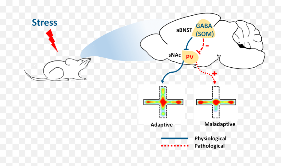 Scientists Reveal Brain Circuit Mechanism Under Anxiogenic Emoji,Stress As An Emotion