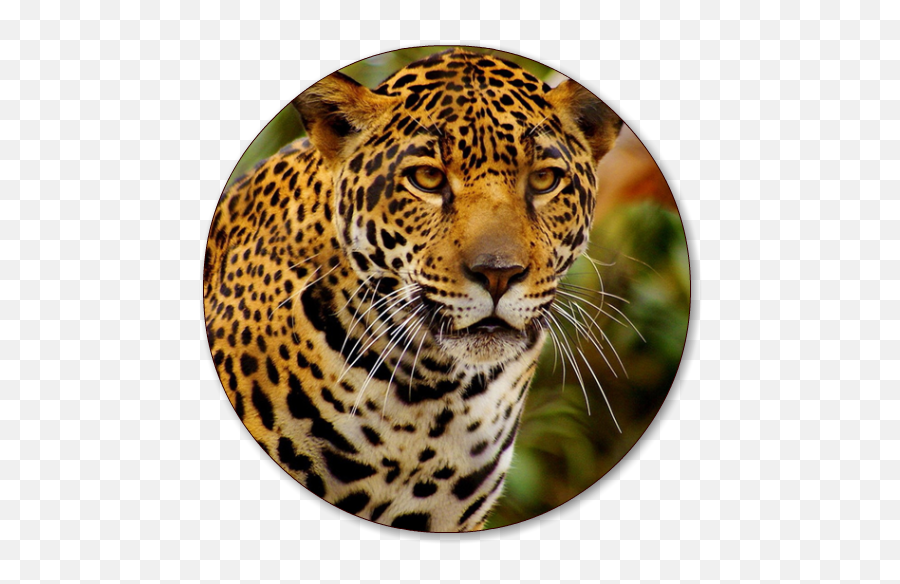 Recci - Cheetah Wallpaper Download Emoji,Android Jaguar Emoji Old