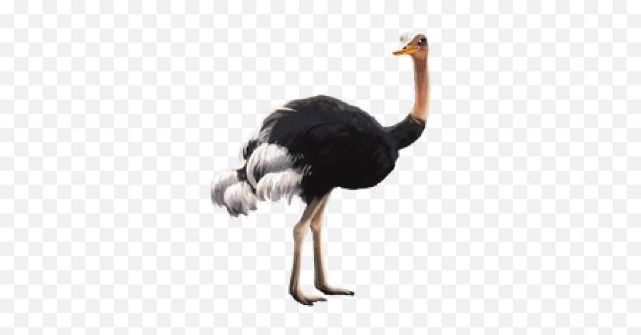 Ostrich Clipart Transparent Background Ostrich Transparent - Ostrich Png Emoji,Ostrich Emoji