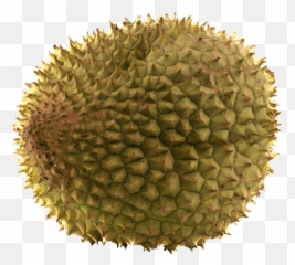 Museum Of Durian Emoji,Durian Emoticon