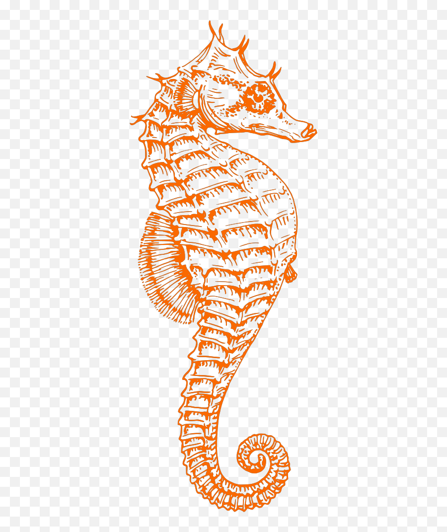 Seahorse Orange Png Svg Clip Art For Web - Download Clip Emoji,Microsoft Emoji Blueberry