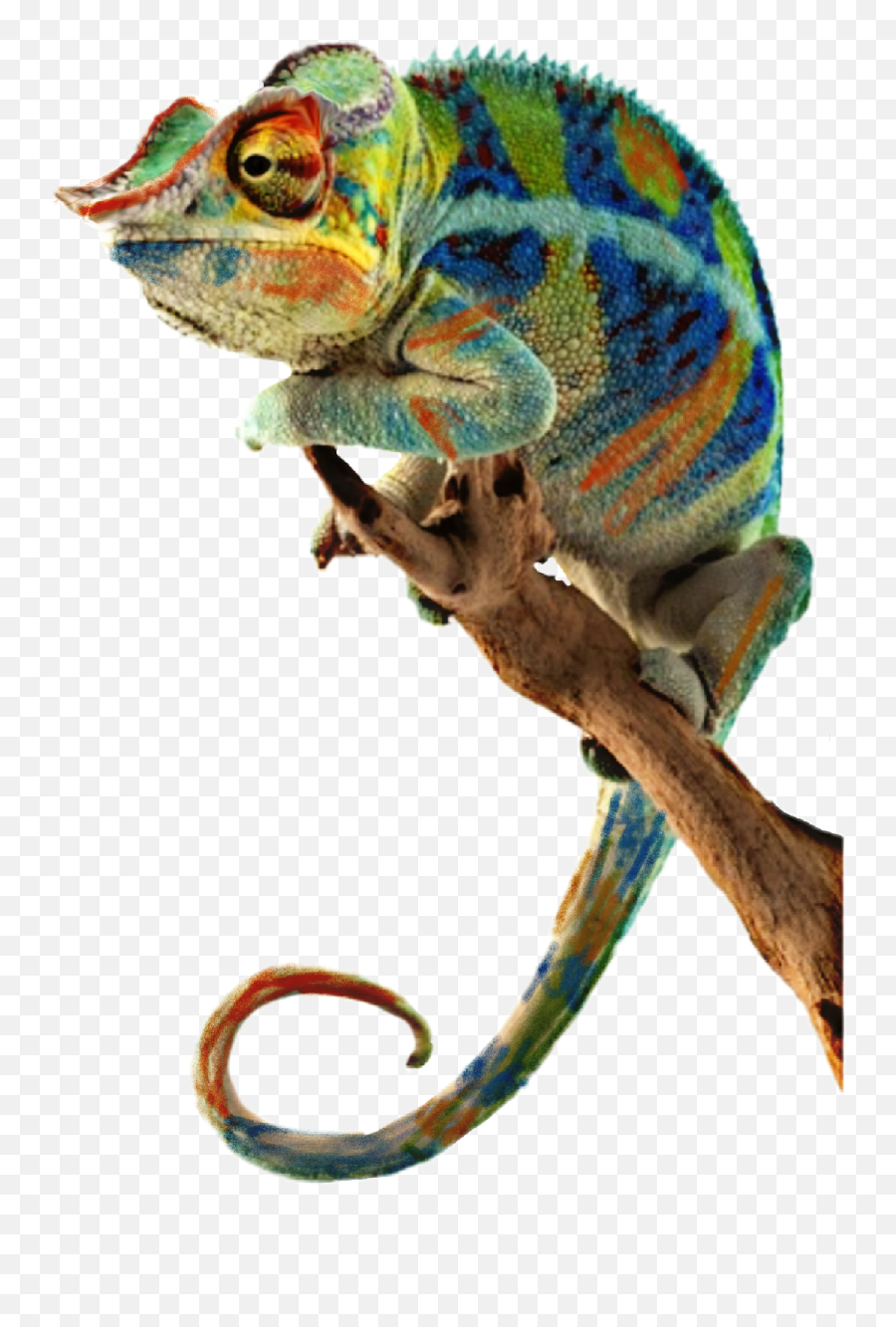 Picsart - Not The Strongest Of The Species That Survive Nor The Most Intelligent But The One Most Responsive To Change Emoji,Cameleon Emoji