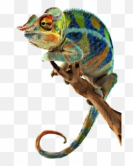 Picsart - Not The Strongest Of The Species That Survive Nor The Most Intelligent But The One Most Responsive To Change Emoji,Cameleon Emoji