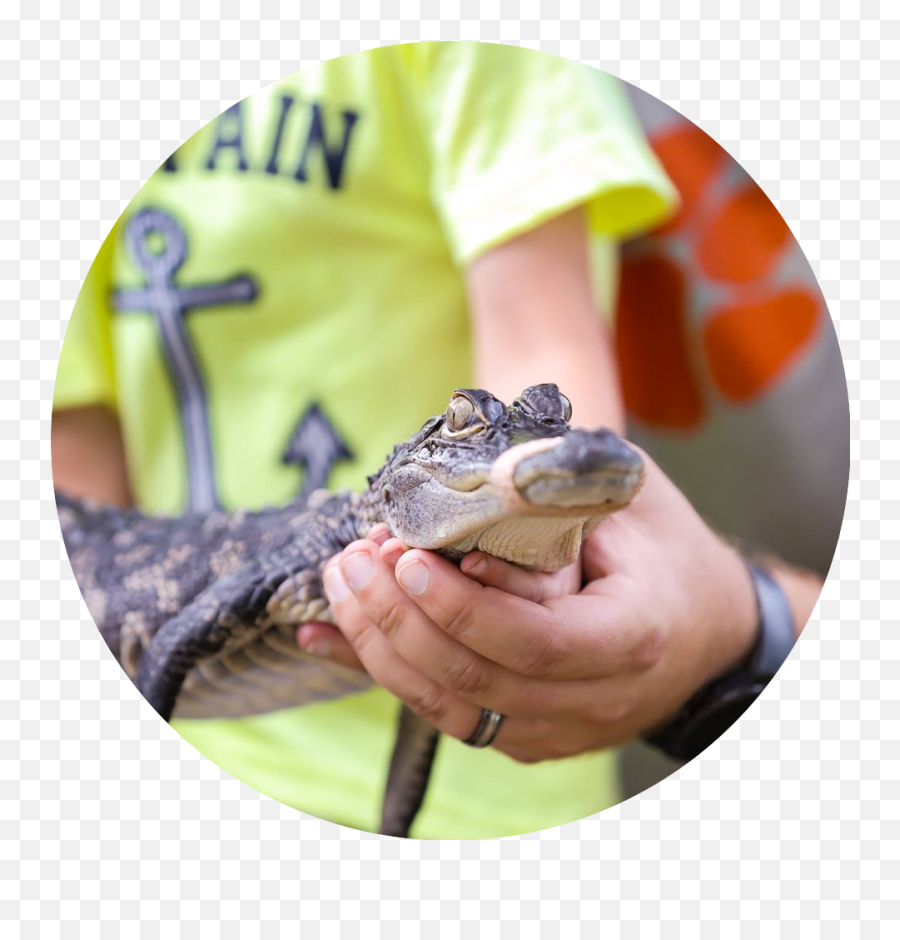 Orange Hill Gator Farm - Wildlife Biologist Emoji,Facebook Emoticons Alligator
