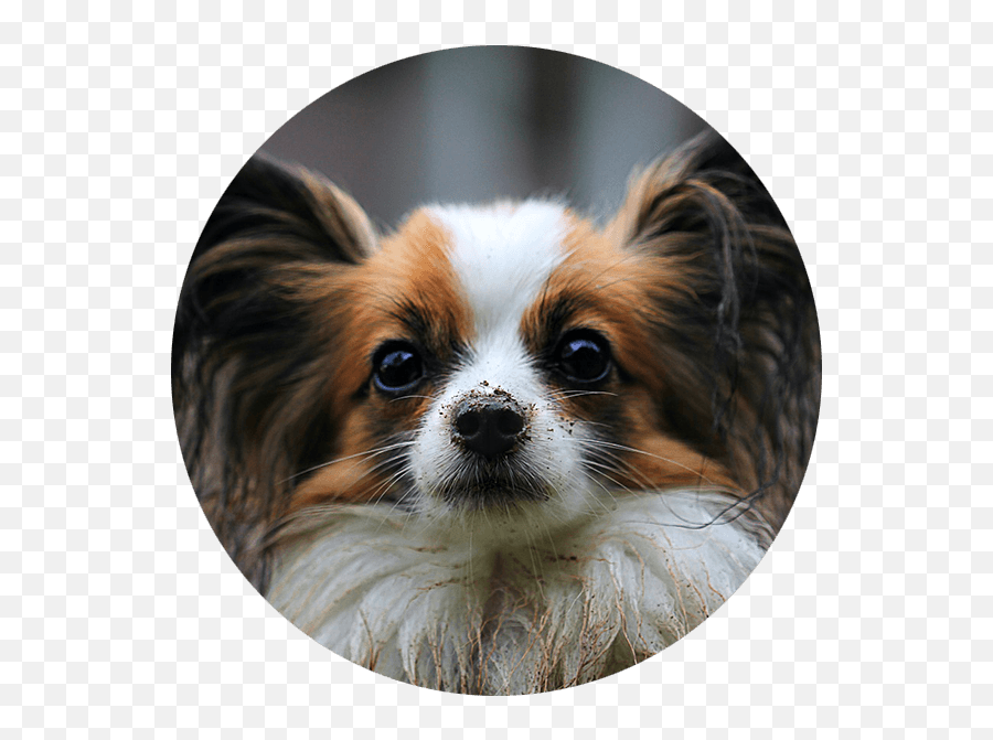 Grants - Papillon Dog Emoji,Jaap Animal Emotion
