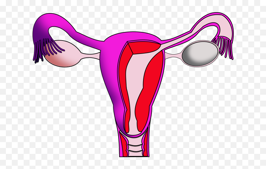 Mainstreaming Menstruation - Uterus Png Emoji,Menstrual Cycle Emotions