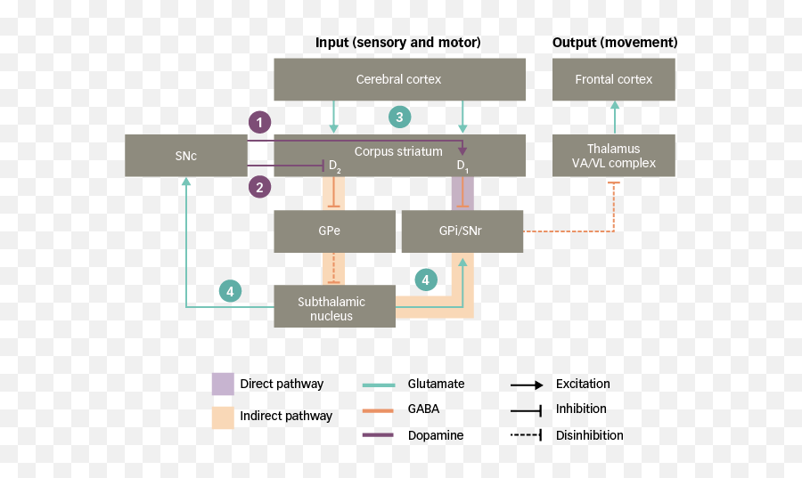 The Role Of Glutamate In The Healthy Brain And In The - Vertical Emoji,Neurotransmitters And Emotions