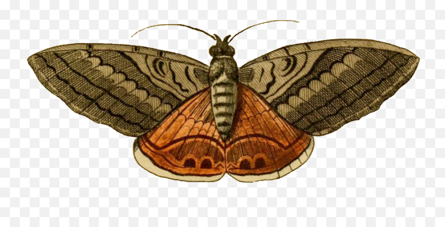 Moth Clipart Moth Peppered Moth Moth - Clip Art Moth Emoji,Moth Emoji