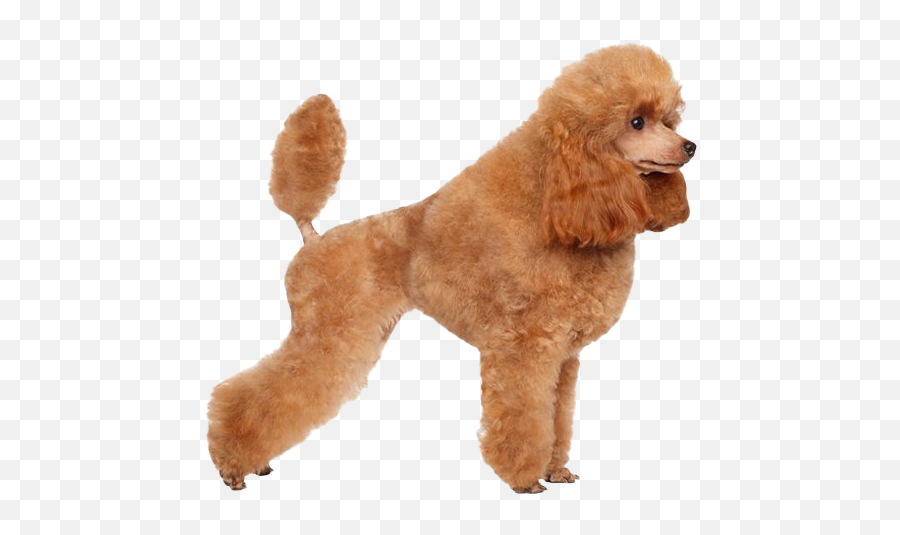 Poodle Png Transparent Images Png All - French Poodle Transparent Background Emoji,Poodle Emoji