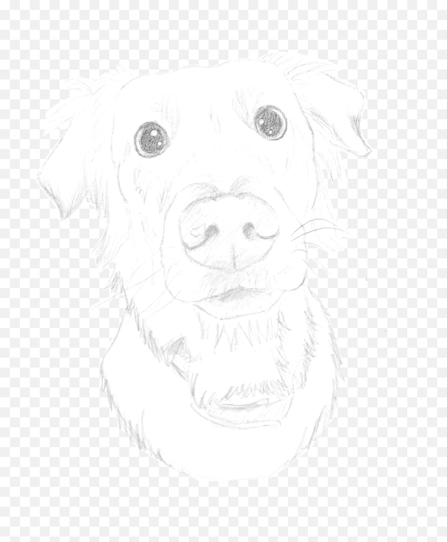 Download Hd Pencil Sketch Of A Labrador - Art Charcoal Emoji,Dog Emoji Sketch