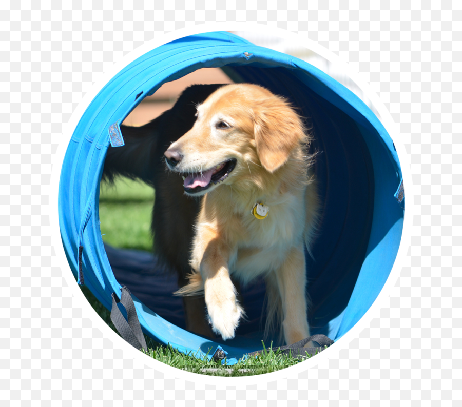 About U2013 San Diego Pet Training - Dog Supply Emoji,Dog Emotion Committed To Human Pig