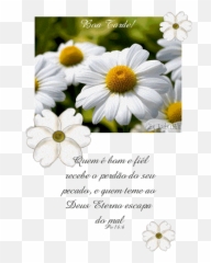 Boa Tarde - Frases E Mensagens De Boa Tarde Para Facebook Flor De Velório Nome Emoji,Pensador Whatsapp Emoticon