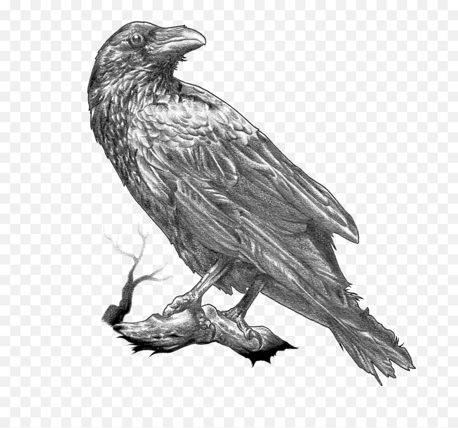 General 1 Anderson - Raven Drawing Crow Emoji,Birds Emotions Crow Funerals