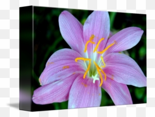 Pink Rain Lily - Lily Emoji,Emotion Stamen
