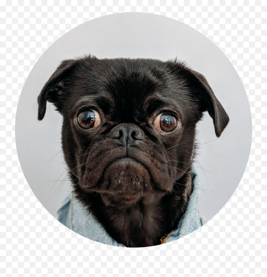 Blog - Skin Fade Dog Emoji,Watch Dogs Emotion Goggles