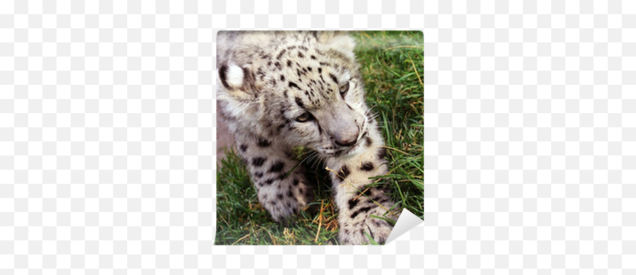 Baby Snow Leopard Wallpaper U2022 Pixers - We Live To Change Emoji,Custom Snow Emojis