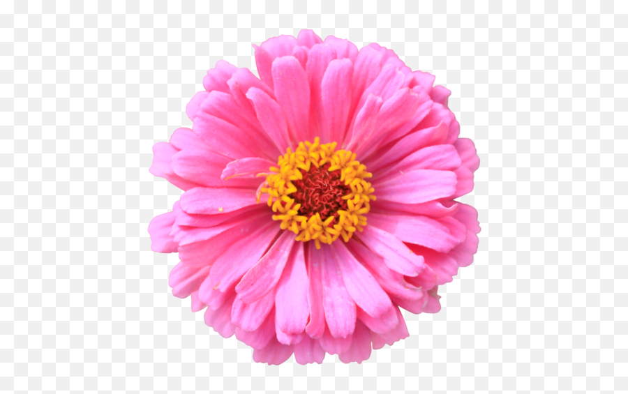 Desktop Wallpaper Flower Clip Art - Pink Flowers Background Lovely Emoji,Flower Emoji Background