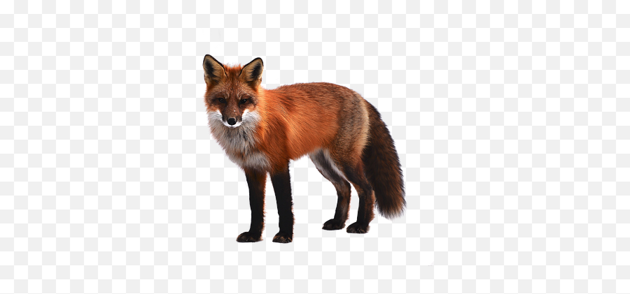 Raposa Imagens - Fox White Background Emoji,Emoticons Raposa