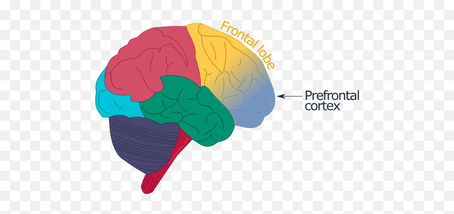 Your Prefrontal Cortex - Primitive Brain Vs Prefrontal Cortex Emoji,Amygdala Emotions