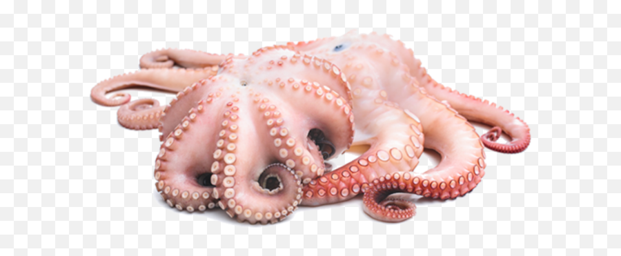 Portland Timbers Logo Transparent Background Png Image - Fresh Octopus Png Emoji,Facebook Octopus Emoticon