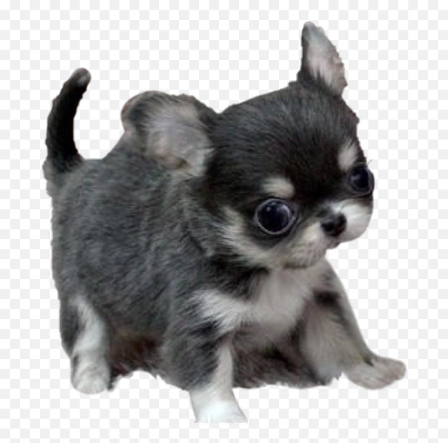 The Most Edited - Vulnerable Native Breeds Emoji,Chihuahua Black Tan Emoji Sticker