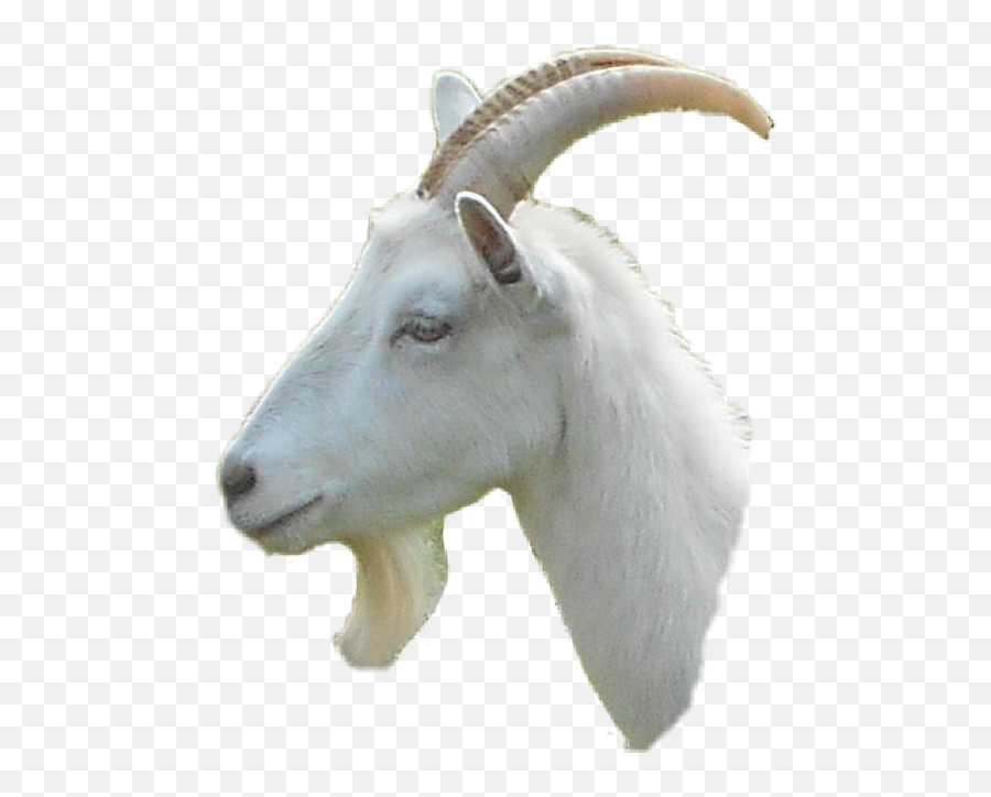 Discover Trending Goat Stickers Picsart - Goat Emoji,The G.o.a.t Emoji