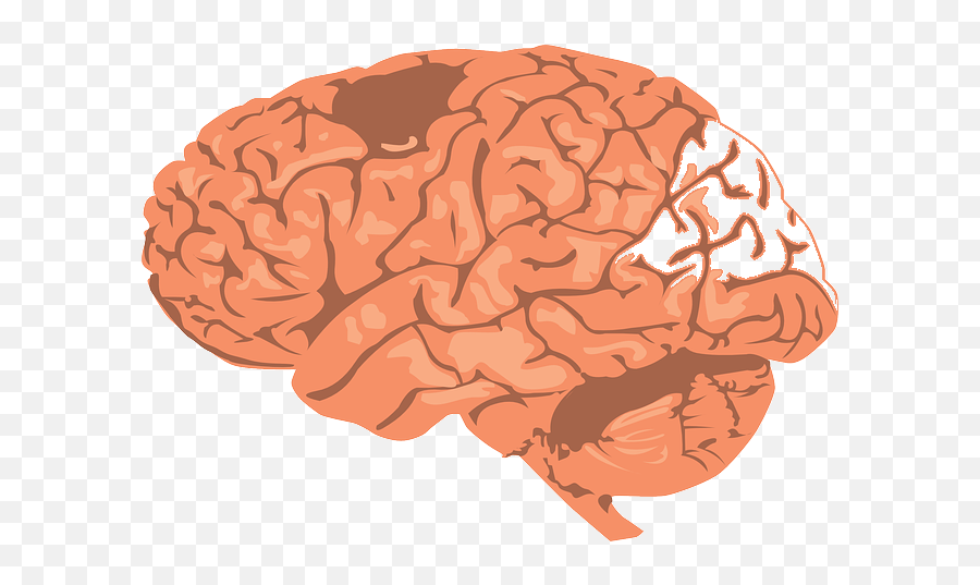 Мозг PNG. Коры мозгов. Мозг анфас.