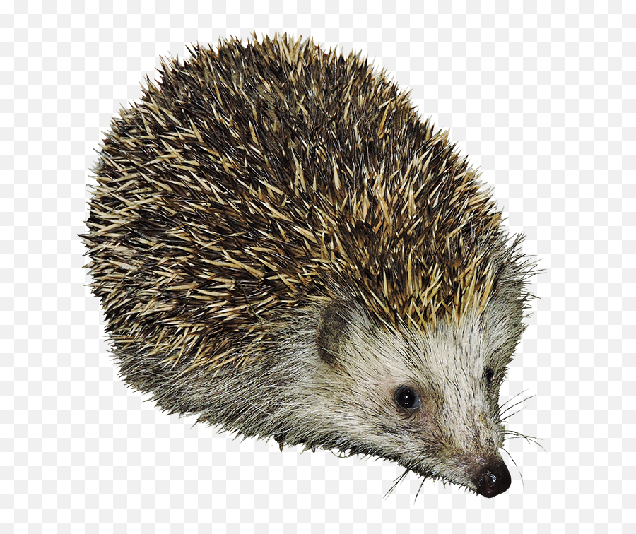 Hedgehog Clipart Emoji,What Does The Porxupine Emoticon