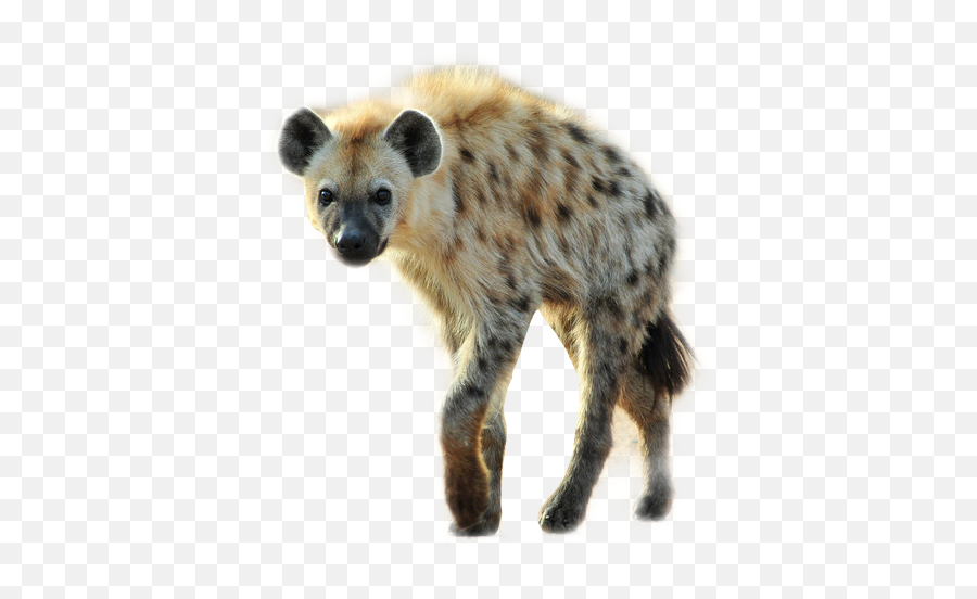 The Most Edited Hiena Picsart Emoji,Hyena Emoticon