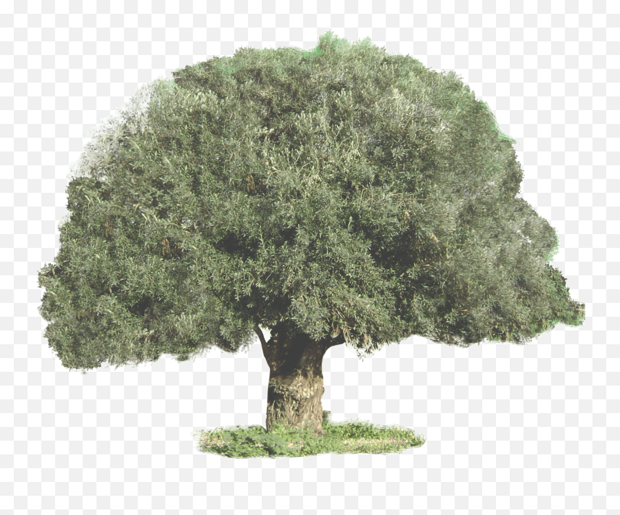 Olive Tree In The Bible Emoji,Facebook Emoticons Trees