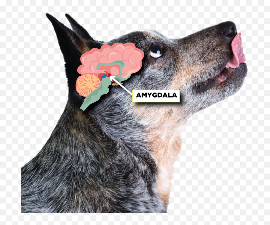 Anxiety - Amygdala In A Dog Emoji,Amygdala Emotions