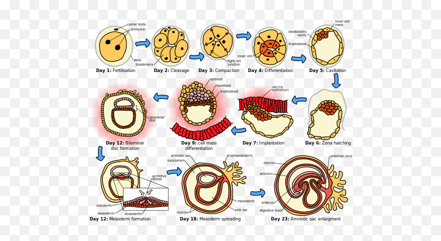 The Sociology Of Socialization U2013 Brewminate - Development Of Zygote Emoji,Social Behavior Mapping: Connecting Behavior, Emotions And Consequences Across The Day