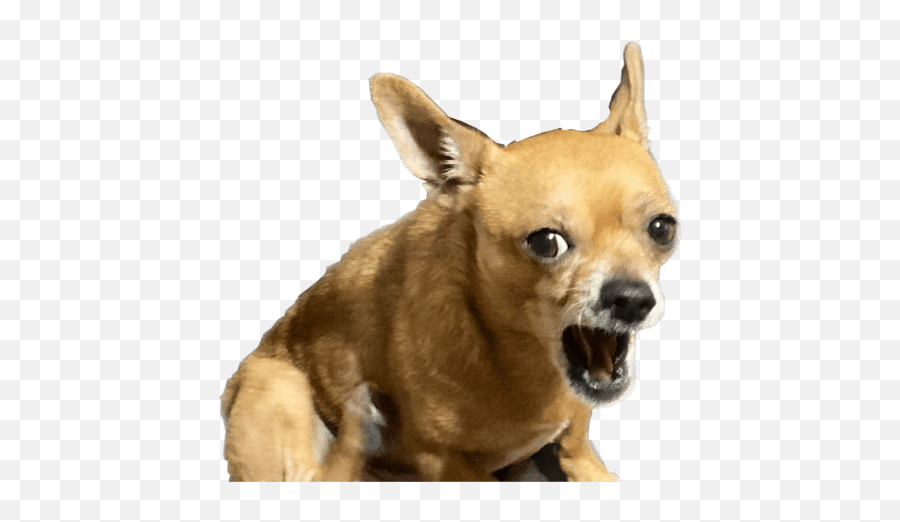 Chihuahuas - Collar Emoji,Hello Brown Dog Emoji