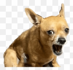 Chihuahuas - Collar Emoji,Hello Brown Dog Emoji