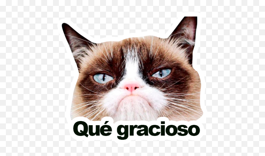 Sticker Maker - Grumpy Cat Y Lil Bub Sticker De Grumpy Cat Emoji,Angry Cat Emojis
